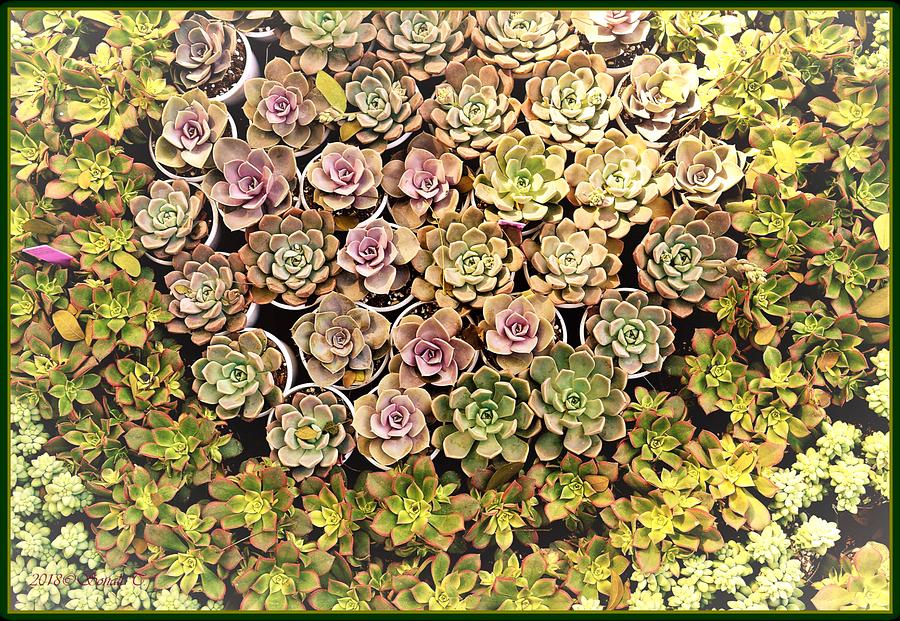 Succulent 2 Photograph by Sonali Gangane