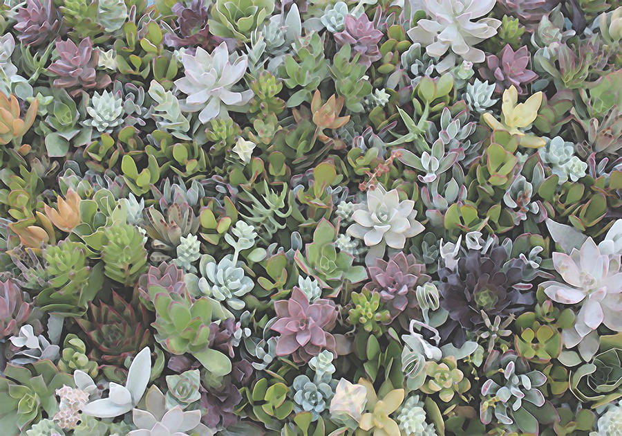 Succulent 8 Digital Art by David Hansen