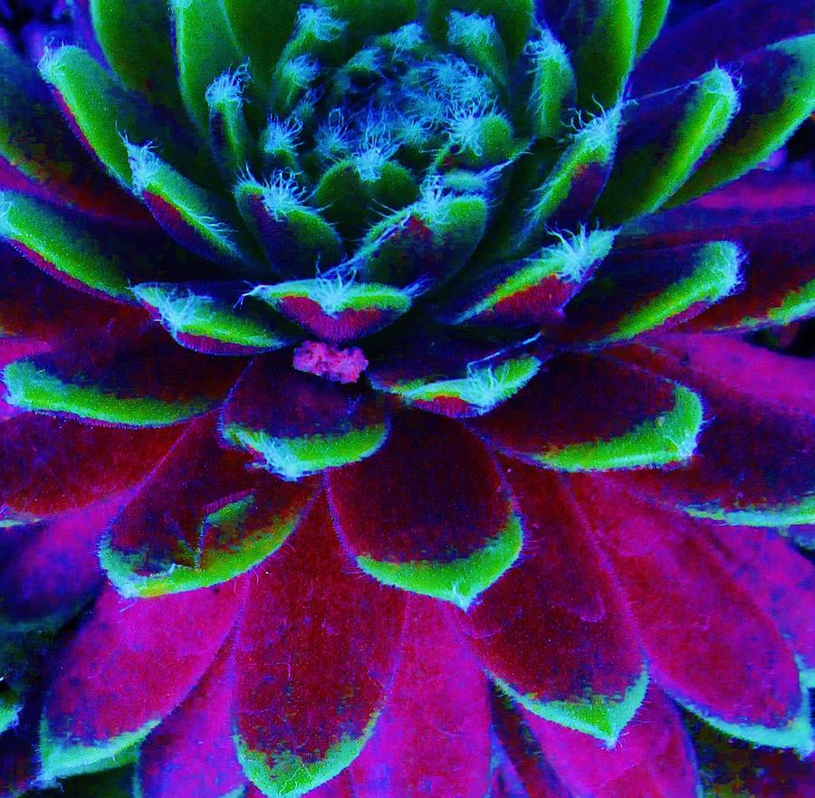 Succulent Abstract Photograph by Sharon Ackley