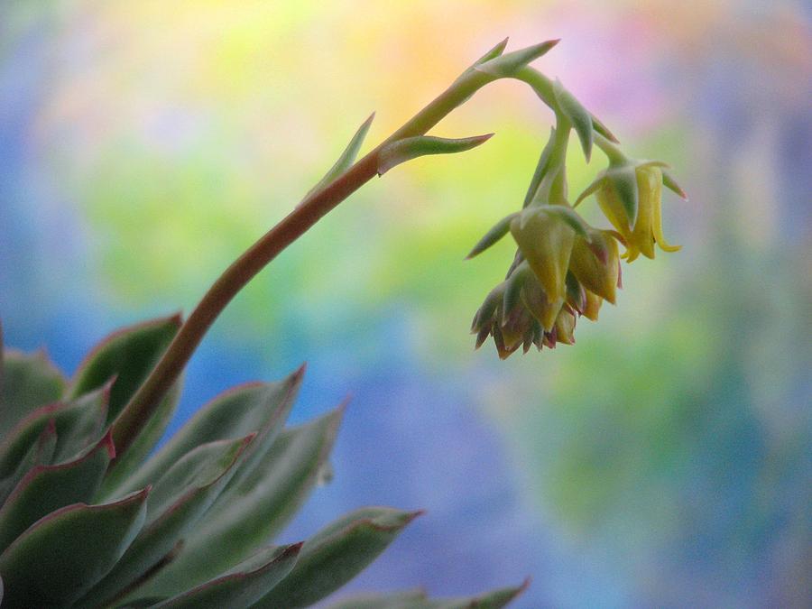 Succulent At Dawn Photograph by Angela Davies