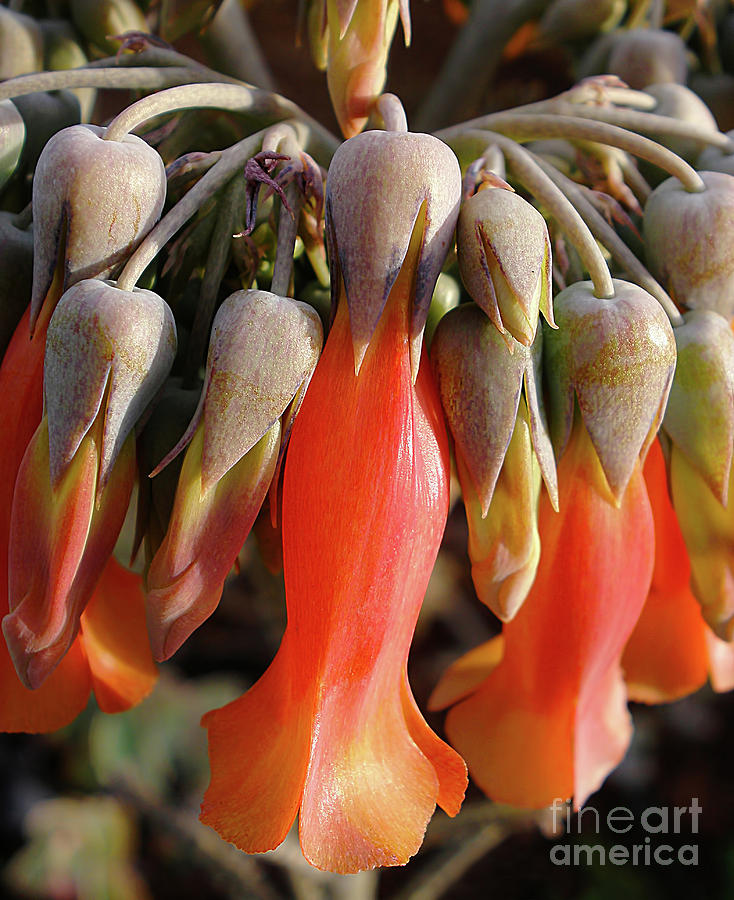 Hat Photograph - Succulent Bells by Kaye Menner