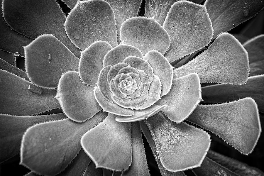Nature Photograph - Succulent by Catherine Reading