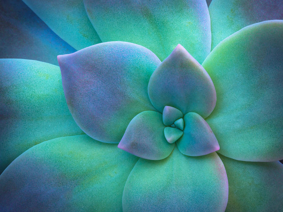 Succulent Photograph by Christopher Johnson