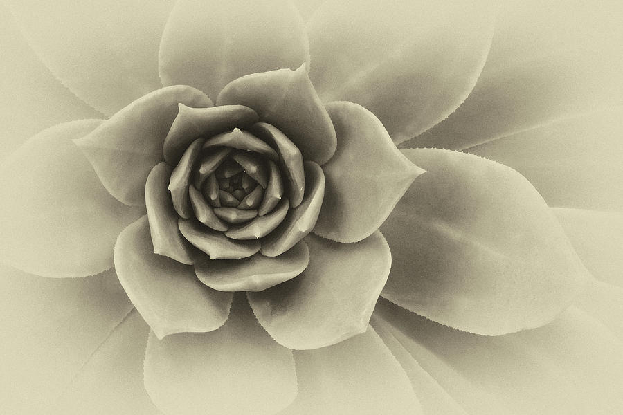 Succulent Closeup Abstract Black And White Photograph