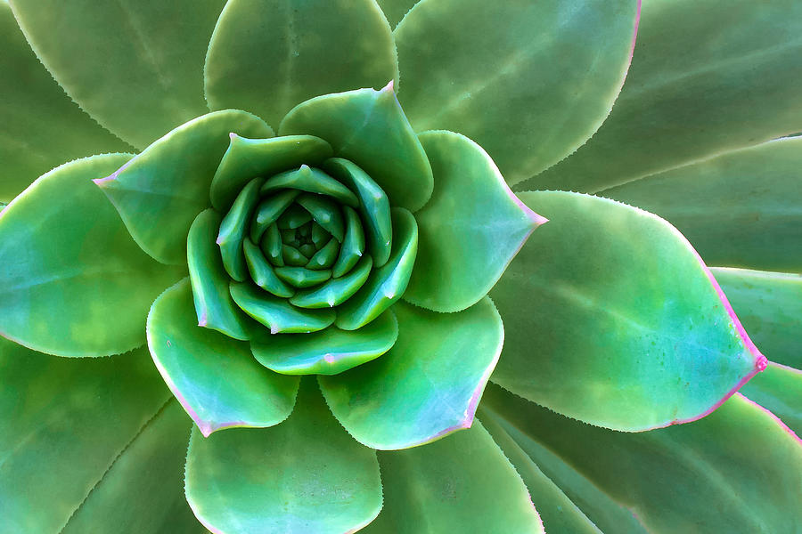 Succulent Closeup Photograph by Ram Vasudev