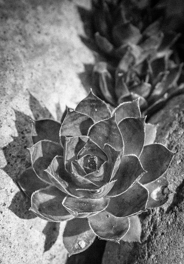 Succulent Detail Photograph by Jean Noren