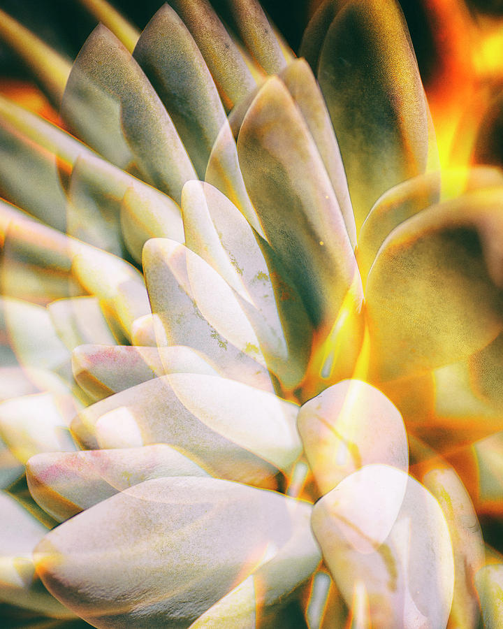 Succulent Double Exposure Photograph by Lawrence Knutsson