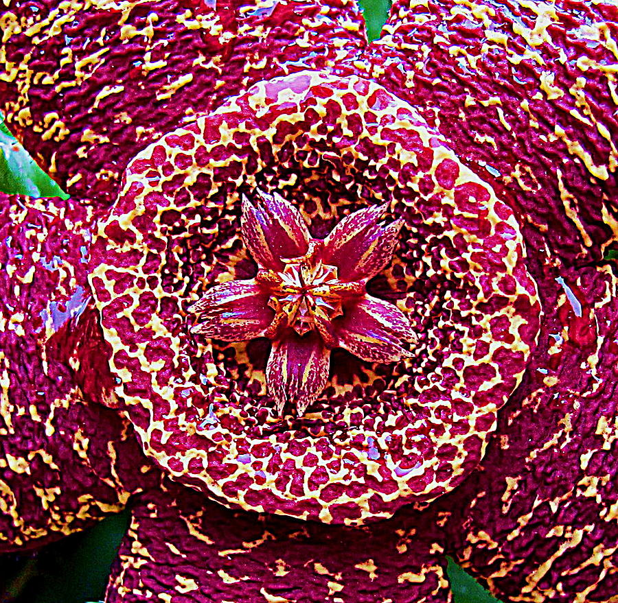 Succulent Flower 13 Carrion Plant Photograph by John King I I I