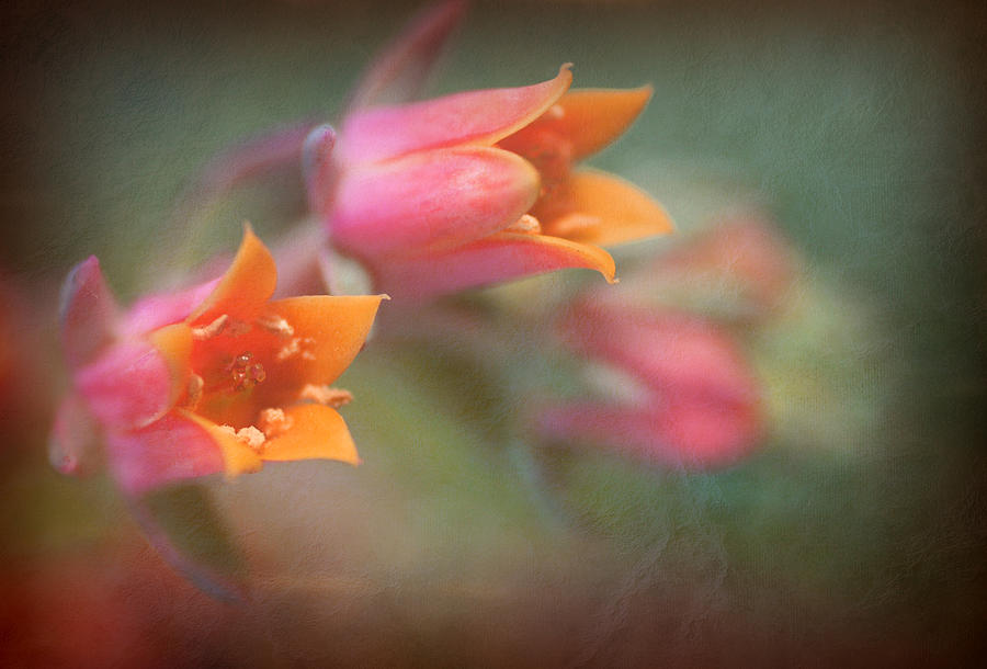 Succulent Flower Photograph by Catherine Lau