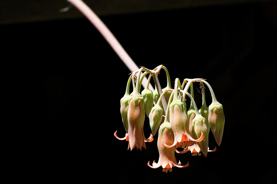 Succulent Flower Photograph by Grant Groberg
