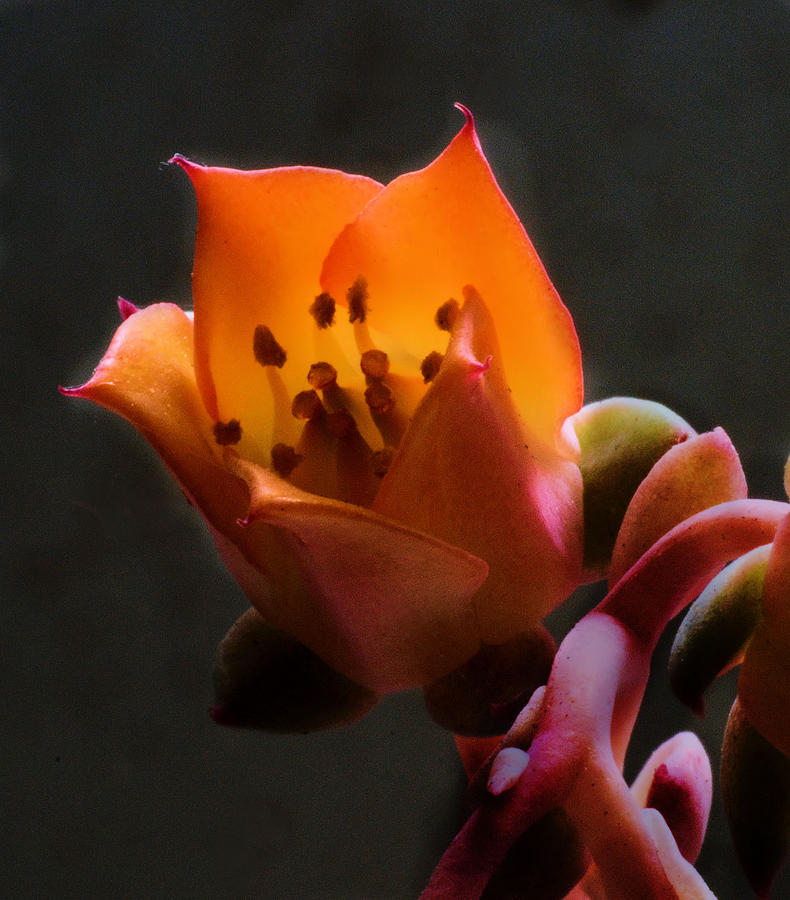 Succulent Flower Photograph by Josephine Buschman