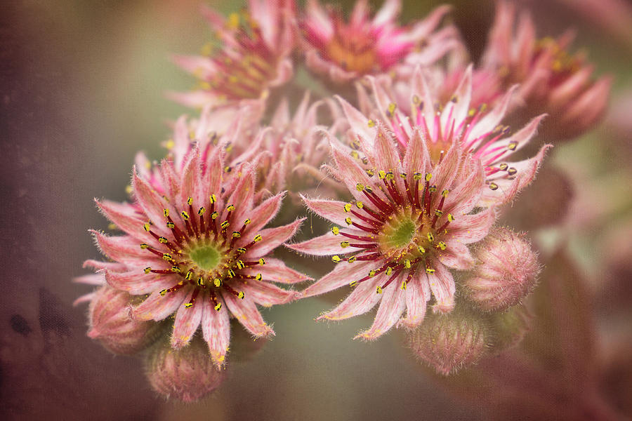 Succulent Flowers - 365-100 Photograph by Inge Riis McDonald