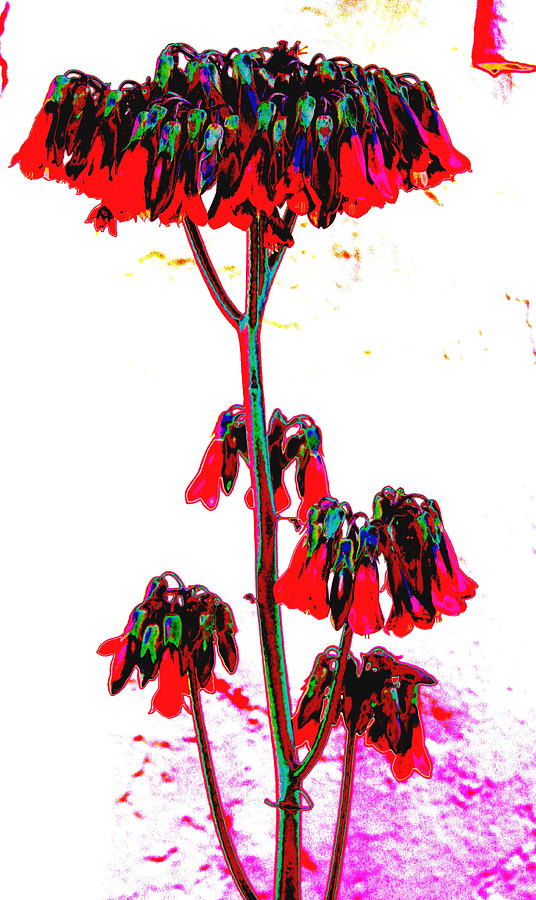 Succulent Flowers 4 Photograph by M Diane Bonaparte
