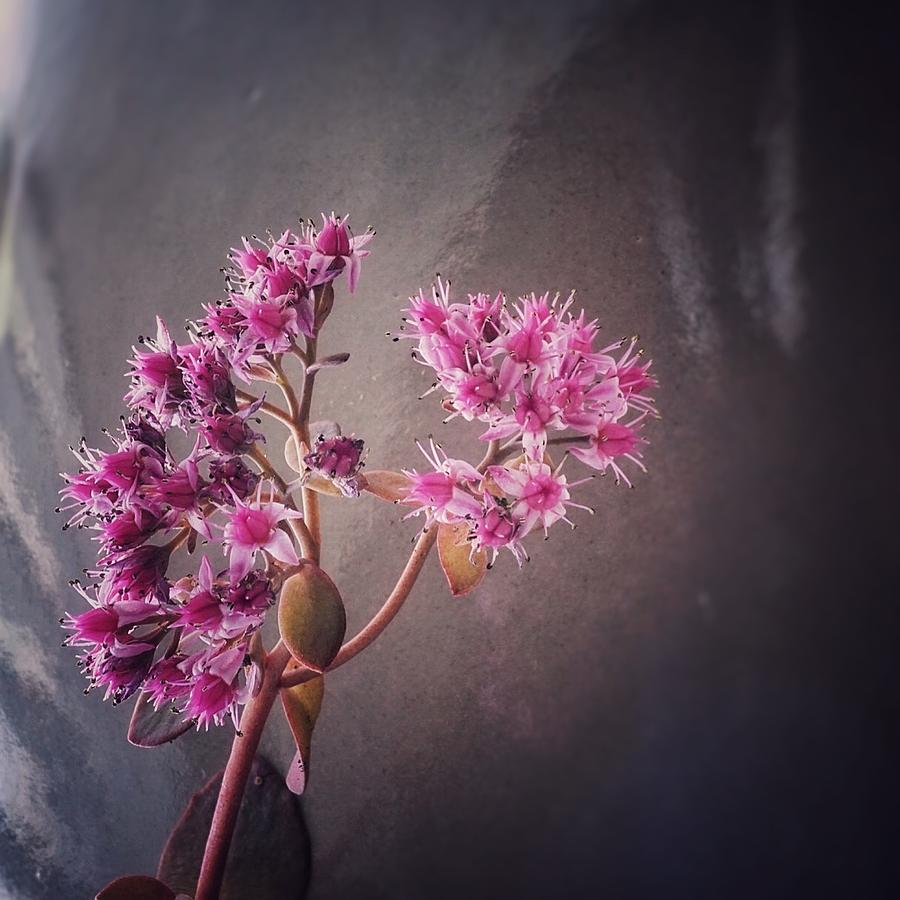 Flower Photograph - Succulent flowers closeup by Pedro Vit