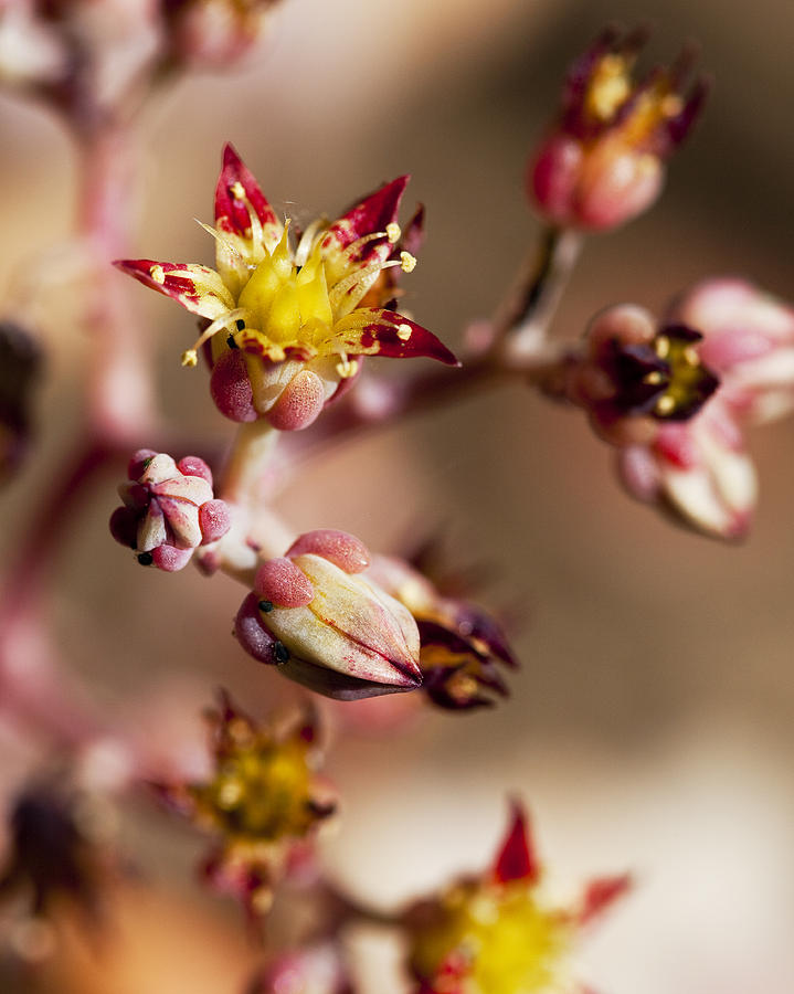Succulent Flowers Photograph by Kelley King