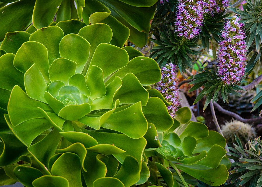 Succulent Garden Photograph by Joan Baker