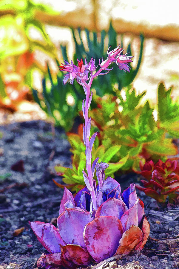 Succulent Garden Painterly II Digital Art by Linda Brody