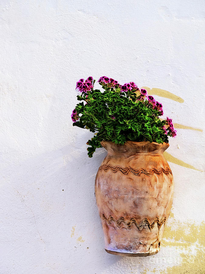 Flower Photograph - Succulent by Gillian Singleton