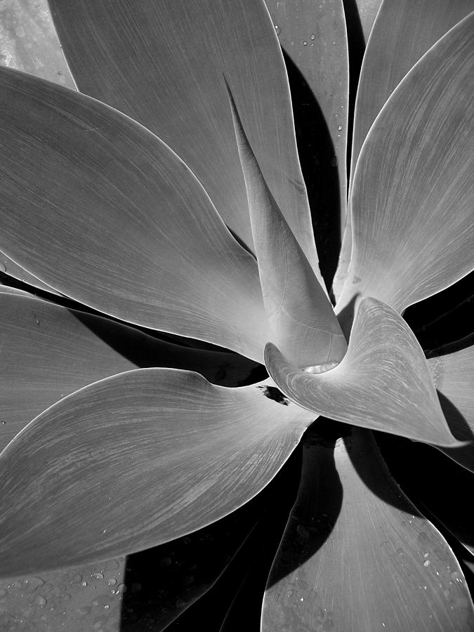 Succulent in Black and White Photograph by Karen Nicholson