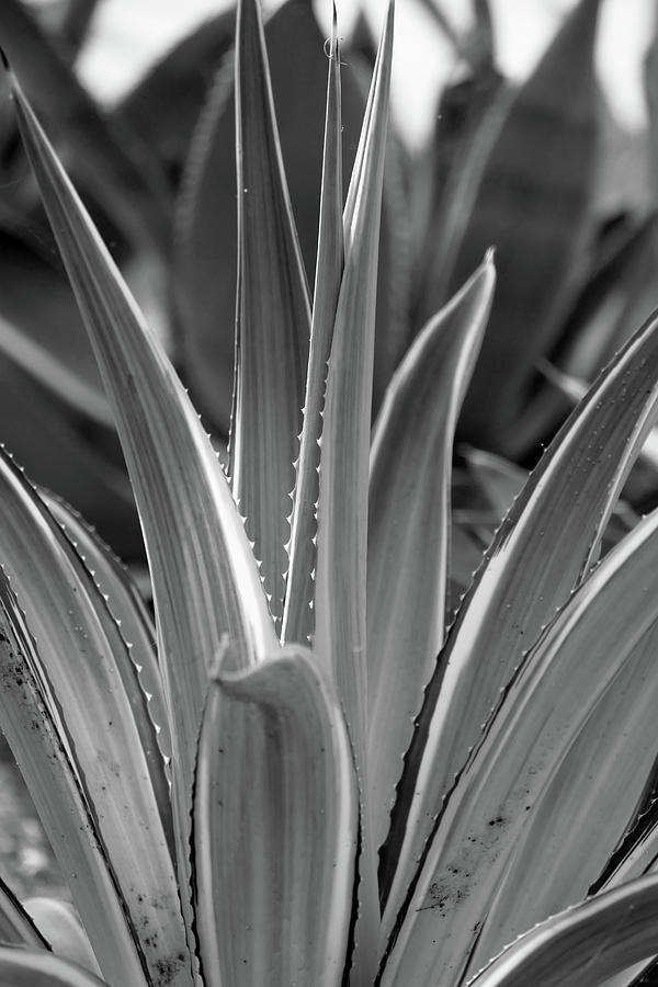 Succulent in Black and White Photograph by Laurel Powell