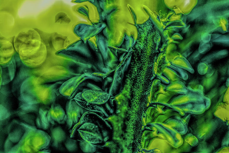 Succulent in Green Digital Art by Judith Barath