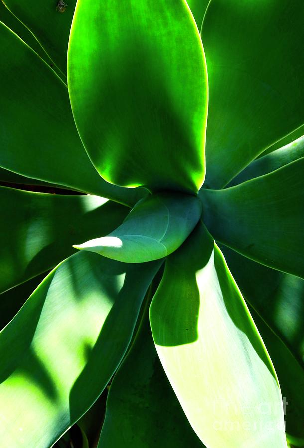 Succulent in Light and Shadow   Photograph by Craig Wood