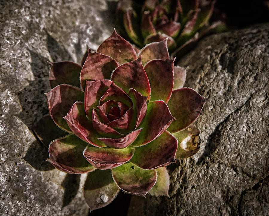 Succulent  Photograph by Jean Noren