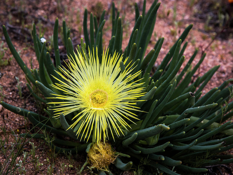 Succulent Karoo blooming - 6 Photograph by Claudio Maioli