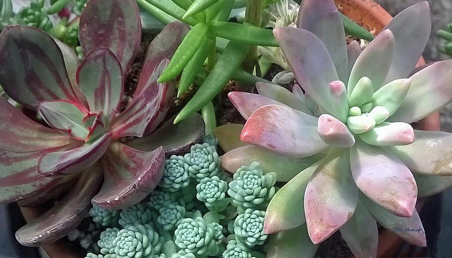 Succulent Leaves 7 by Duane McCullough Succulent Leaves 7 by Duane McCullough