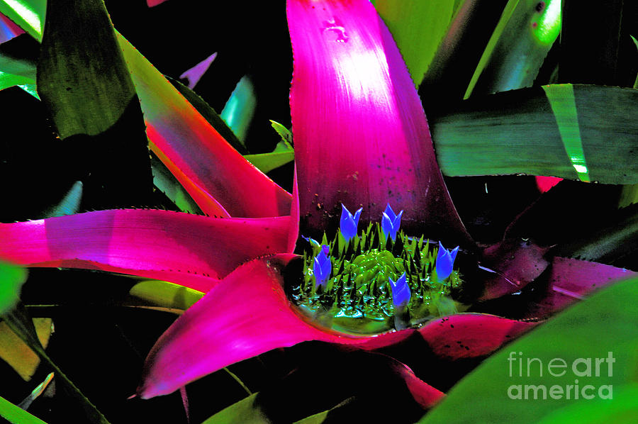 Succulent leaves and in Bloom Purple and Blue Photograph by David Frederick