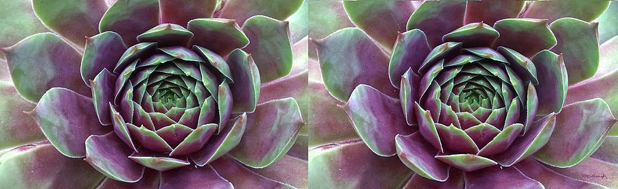 Succulent Leaves Nautral Abstract Stereo 3D Photograph by Duane McCullough