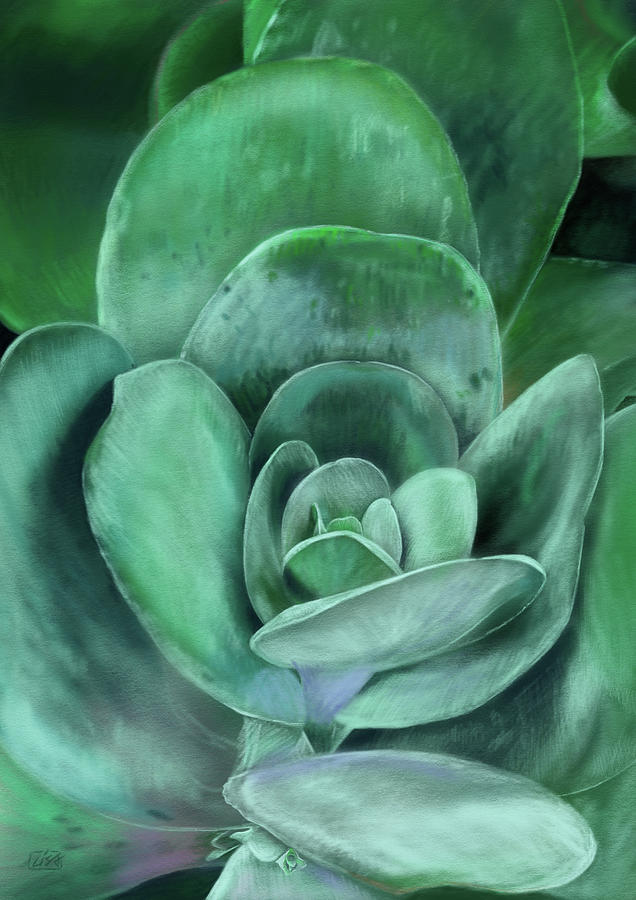 Succulent Drawing by Lisa Tennant