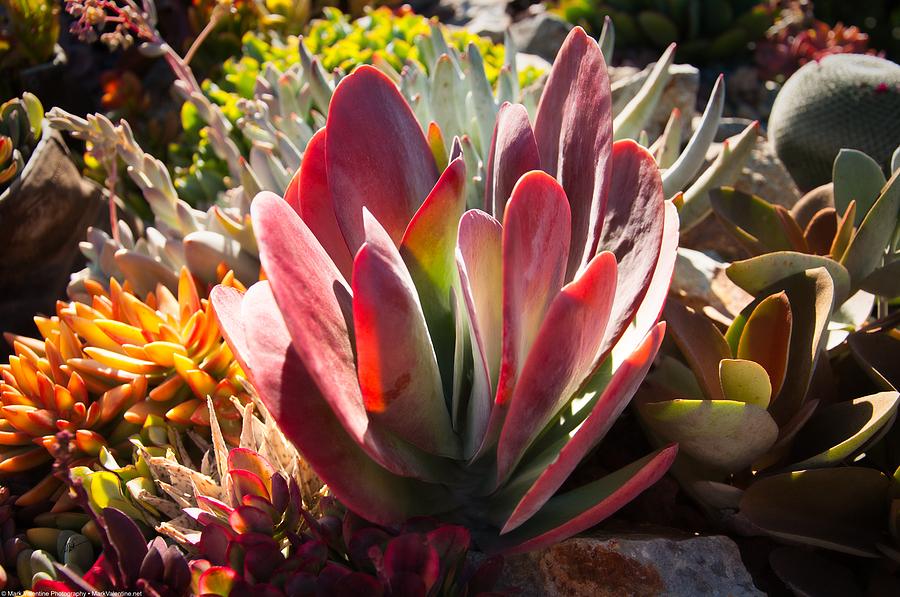 Succulent Photograph by Mark Valentine