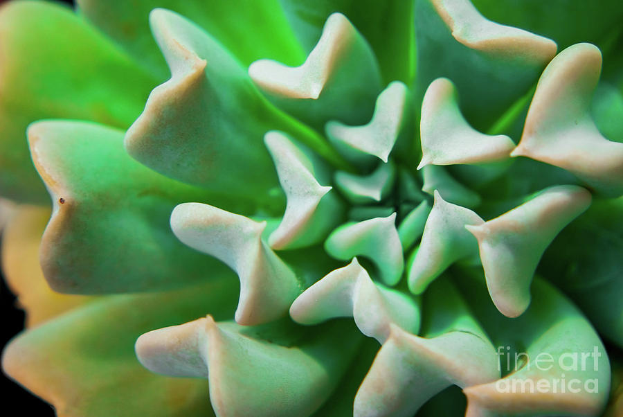 Succulent Botanical / Nature Photograph Photograph by PIPA Fine Art - Simply Solid