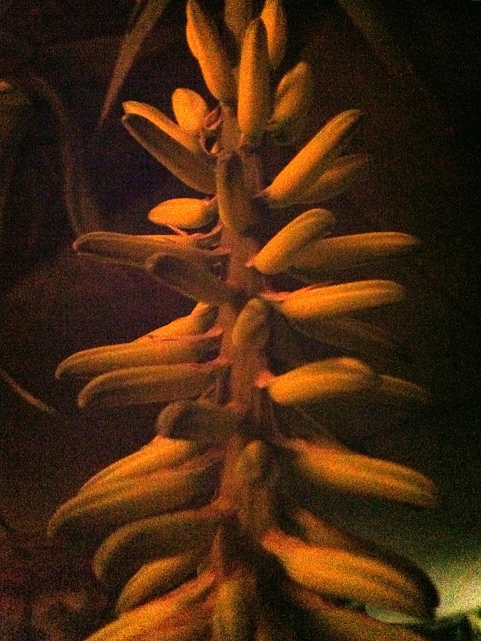 Succulent Night Bloom Photograph by Stan  Magnan