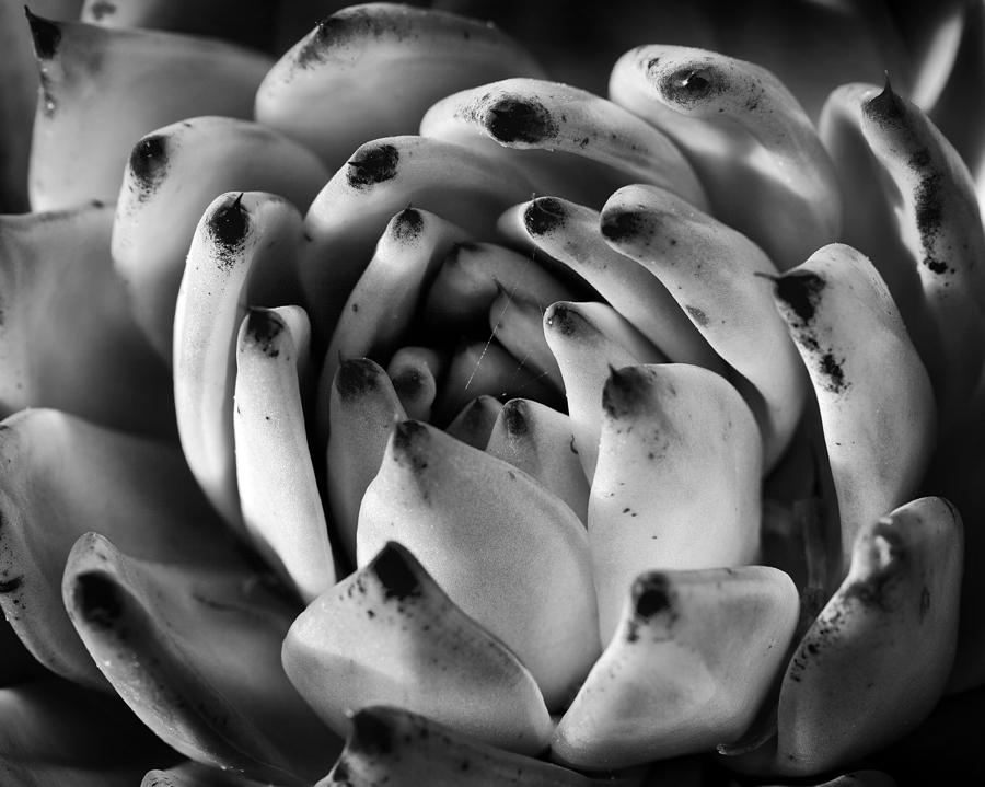 Black And White Photograph - Succulent Petals Black and White by Kelley King