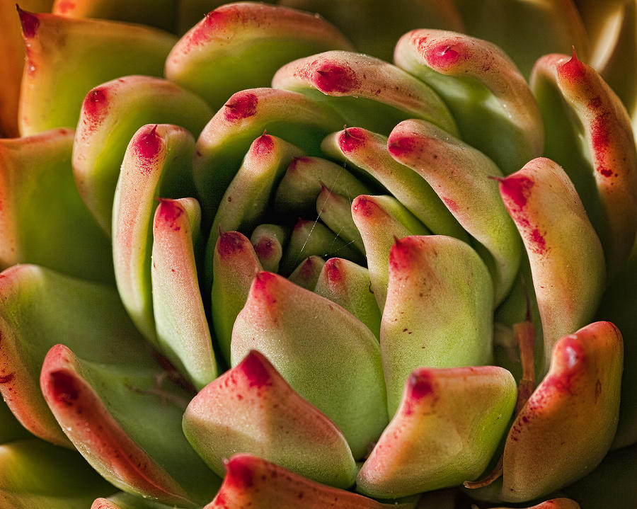 Succulent Petals Photograph by Kelley King
