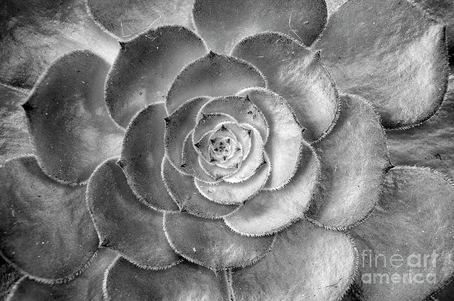 Succulent Plant Black and White Photograph by John  Mitchell