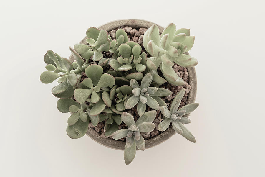Still Life Photograph - Succulent Plant from the Top by Kim Hojnacki