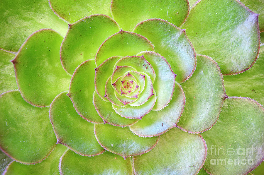 Succulent Plant Photograph by John  Mitchell