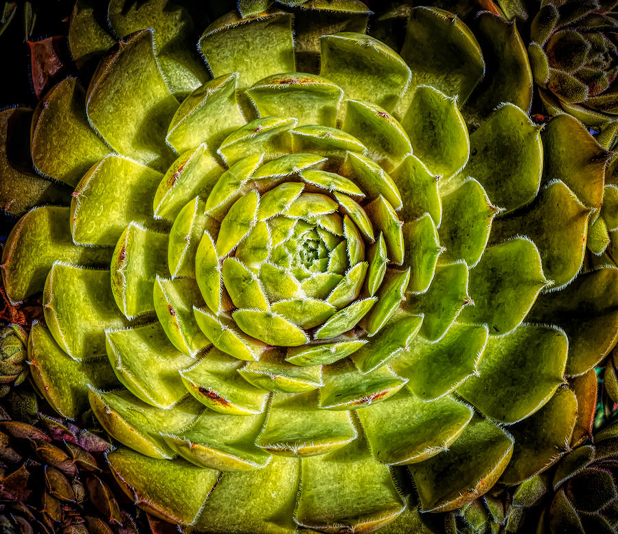 Succulent plant Photograph by Lilia S