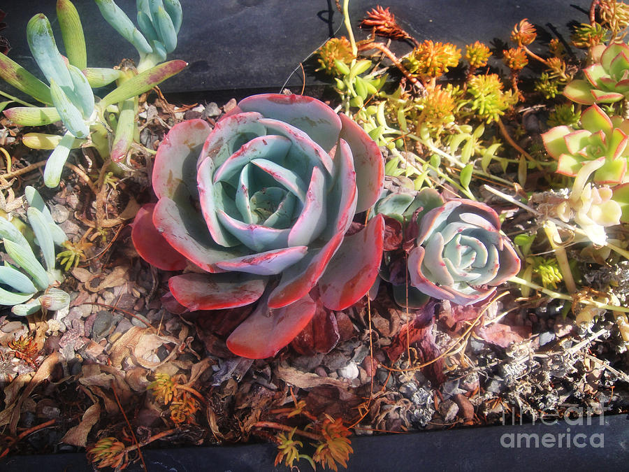 Succulent Plants Multi Colored Photograph By Sofia Goldberg Fine Art America 5772