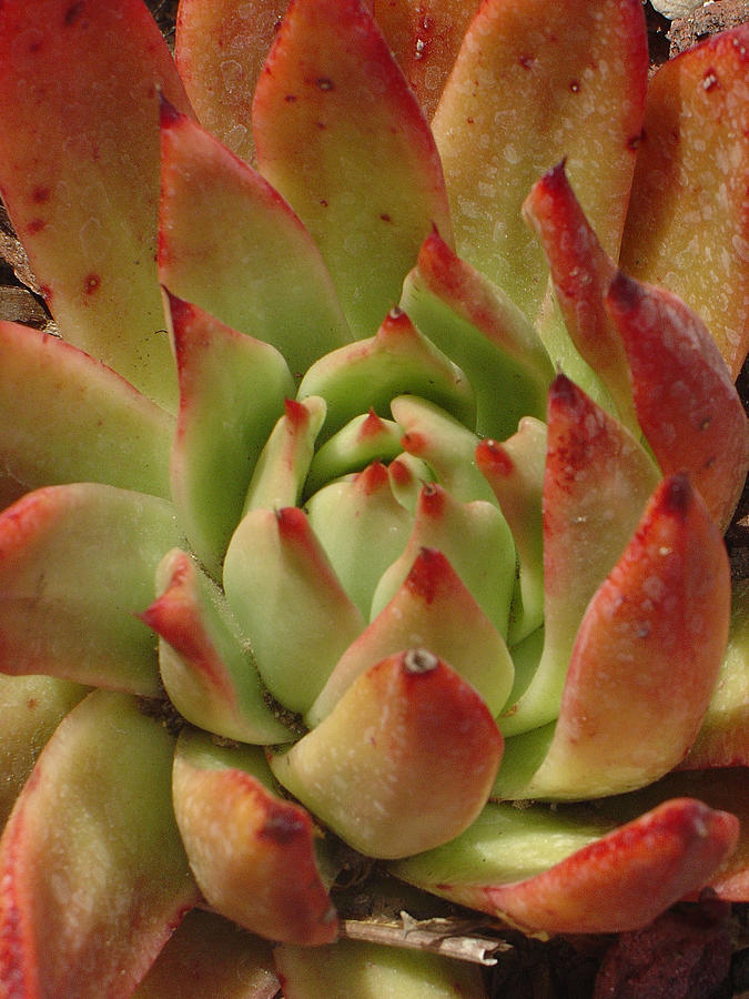Succulent Rose Photograph by Sandy Fisher