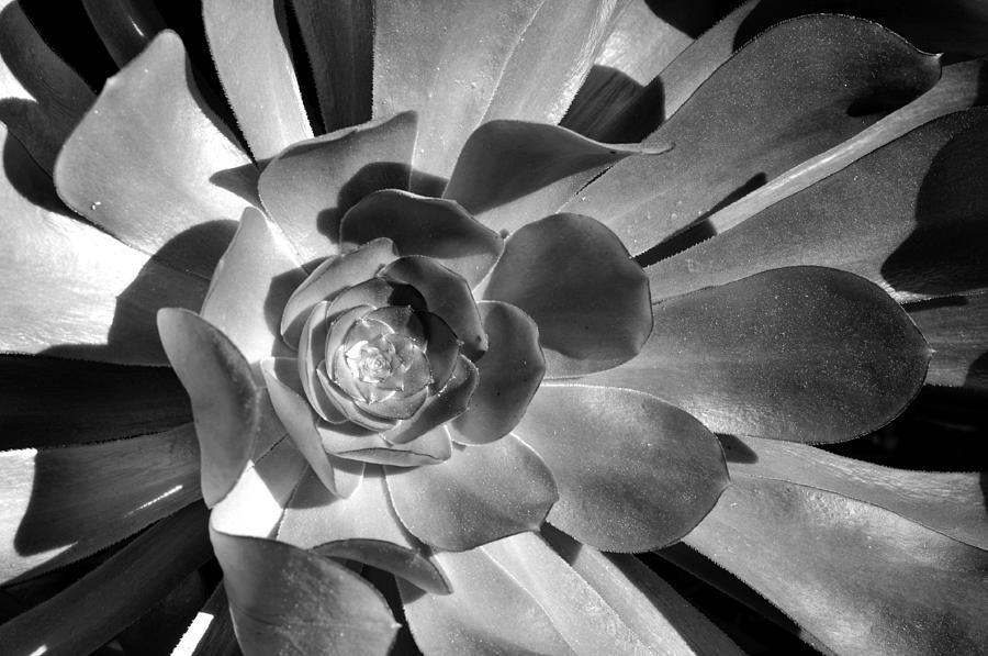 Succulent Shadow Play Photograph by Sandy Fisher