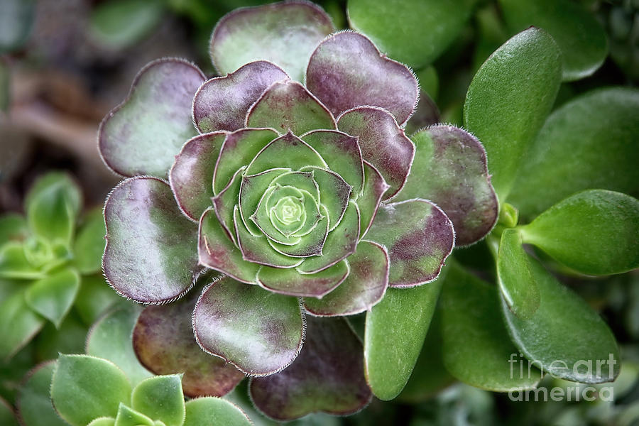Succulent Photograph by Sharon McConnell