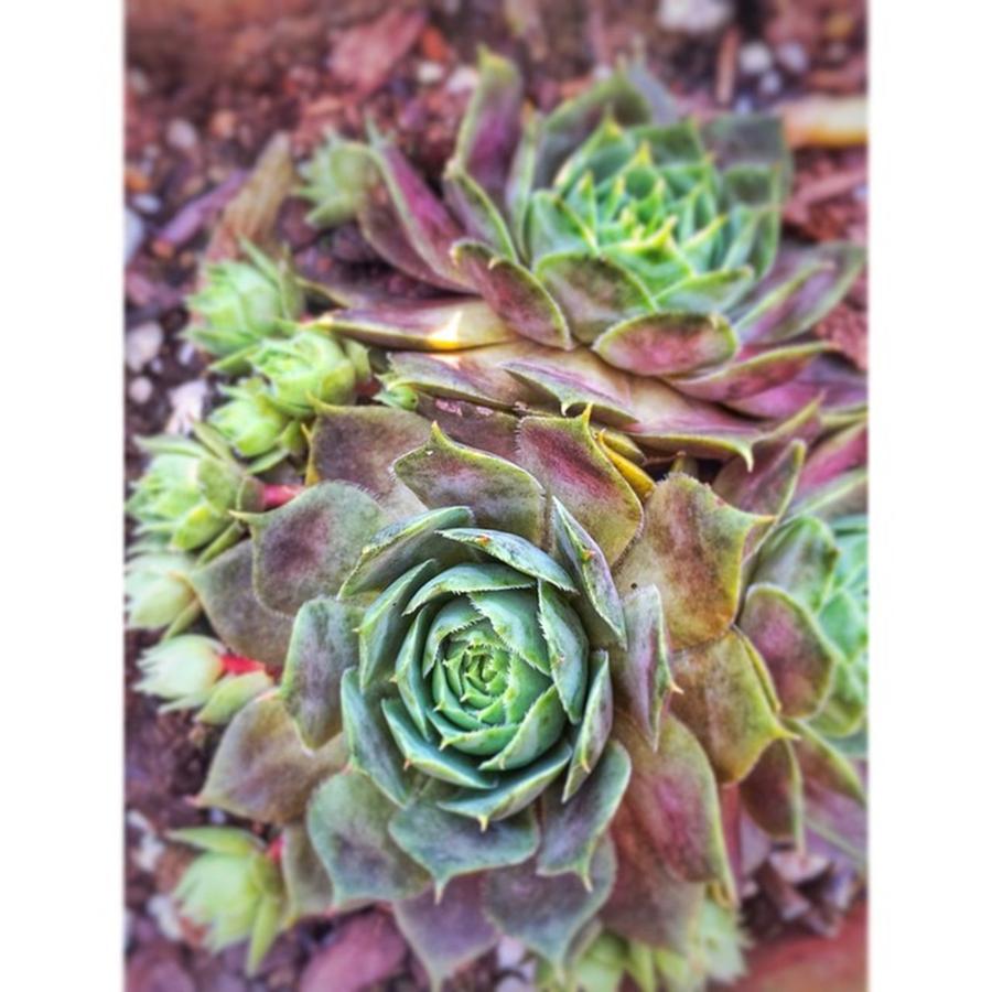 Plants Photograph - #succulent #snapseed #stackables by Joan McCool