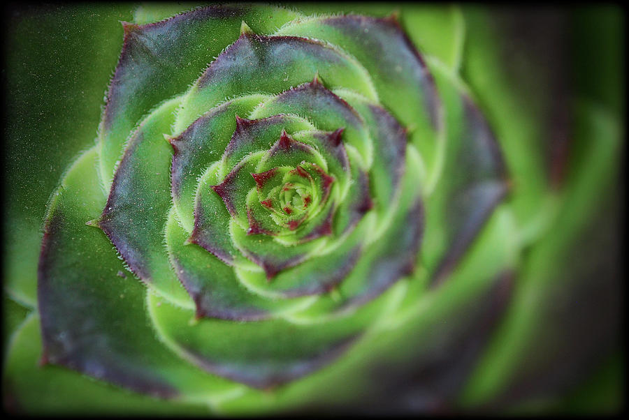Succulent Spiral  Photograph by Saija Lehtonen