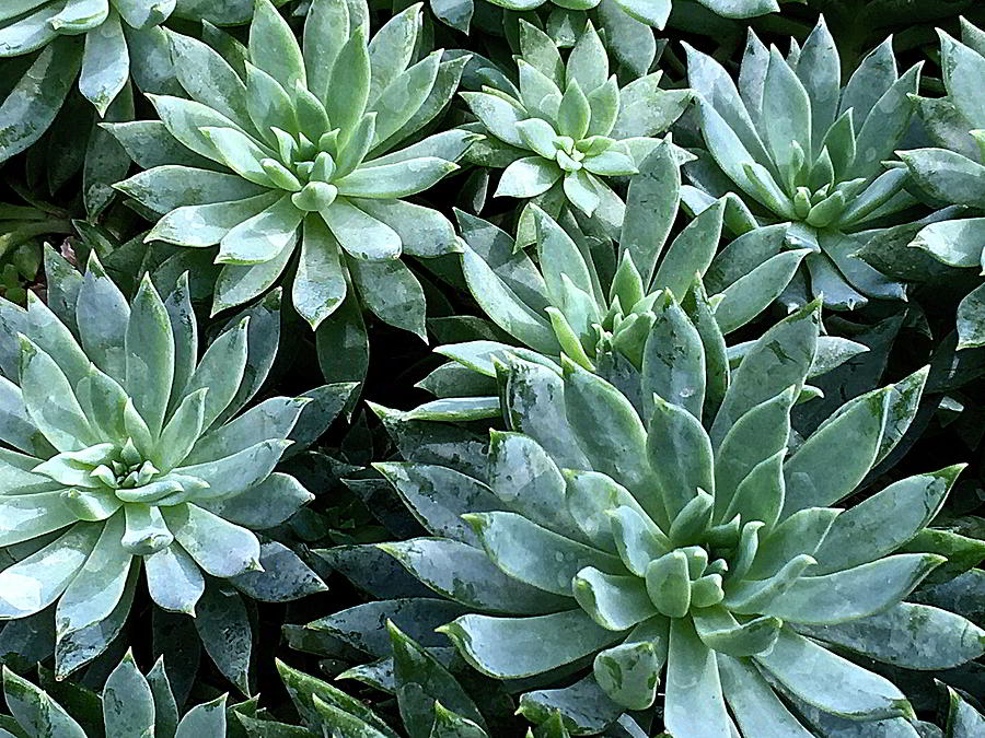 Succulent Stars Photograph by Kathryn Alexander MA