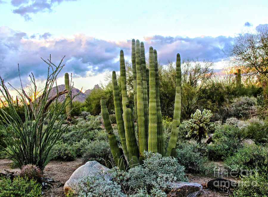 Succulent sunset in Scottsdale Photograph by Ruth Jolly