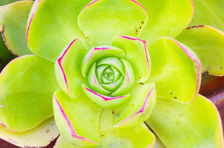 Flower Photograph - Succulent Symmetry by Maria Perry